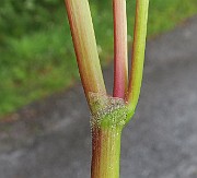 IMG_0201