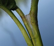IMG_3776