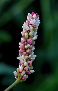 IMG_5852