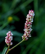 IMG_5854