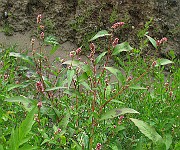IMG_6574