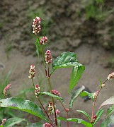 IMG_6575