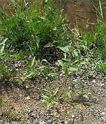 IMG_6579