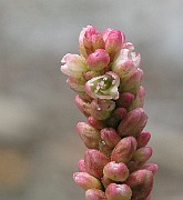 IMG_6599