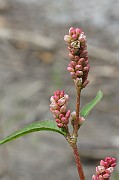 IMG_6600