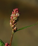IMG_6628