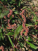 IMG_9985