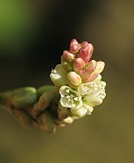 IMG_4341