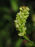 IMG_4344