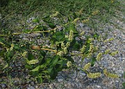 IMG_4469