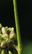 IMG_4473