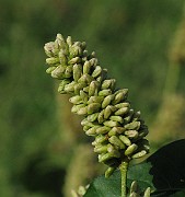 IMG_4474