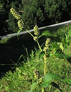 IMG_4475