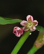 IMG_6620