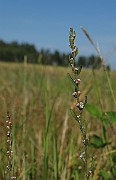 IMG_9168