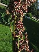 IMG_7126
