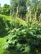 IMG_7130