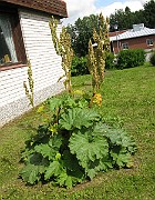 IMG_7145