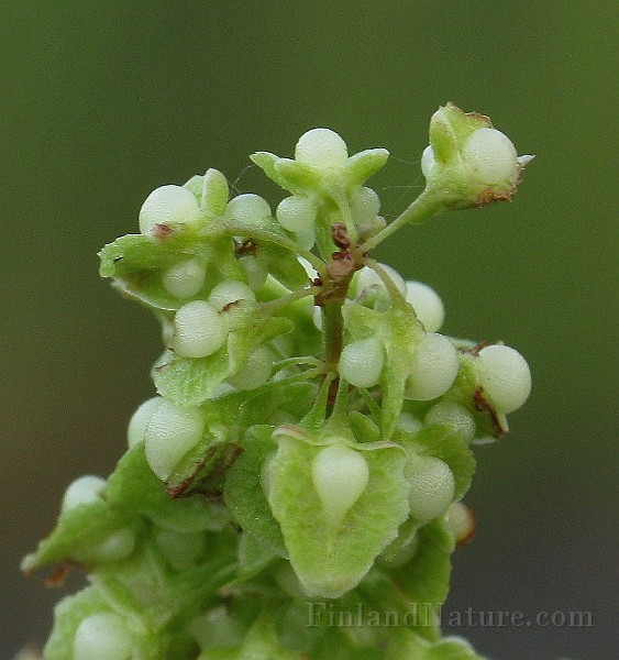 IMG_2303.jpg