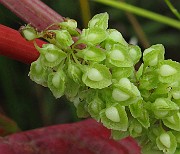 IMG_4666