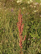 IMG_0501