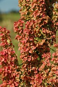 IMG_0503