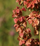 IMG_0504