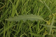 IMG_0509