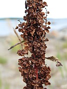 IMG_0899