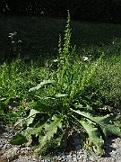 IMG_4485(2009)