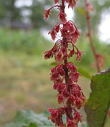 IMG_0194