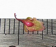 IMG_0227