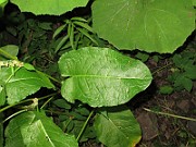 IMG_0368