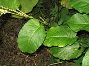 IMG_0369