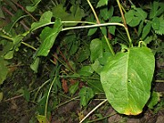 IMG_0370