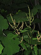 IMG_0376