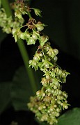 IMG_0377