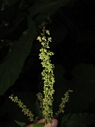 IMG_0381