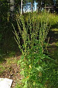 IMG_2585