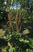 IMG_8882
