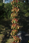 IMG_8884