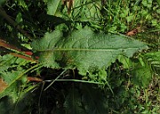 IMG_8885