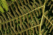IMG_6368