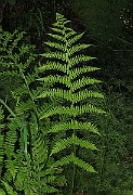 IMG_8704