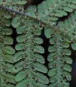 IMG_4867
