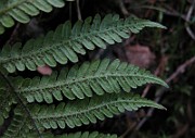 IMG_4870