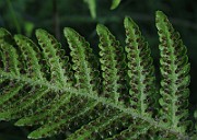 IMG_8701