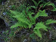 IMG_7086s