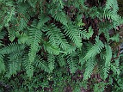 IMG_8421
