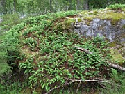IMG_8425